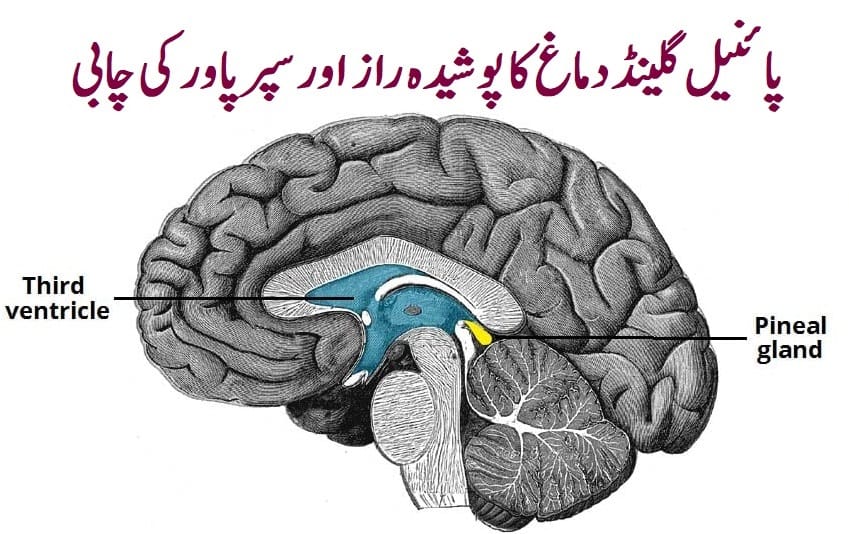 Pineal Gland Dimaagh ka Posheeda Raaz aur Super Power ki Chaabi 1